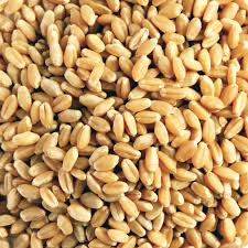Wheat (గోధమాలు) 1kg